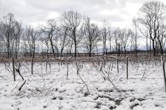 Snow on Grape Vines to Mr. Measley and Ms. Greenwell of Philadelphia (062)