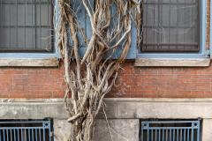 Vines on Brick to Mr. and Mrs. Sysko of Lewiston (008)