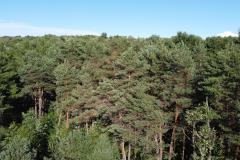 Dushore Trees from a Drone to Mr. and Mrs. Staack of Philadelphia (017)