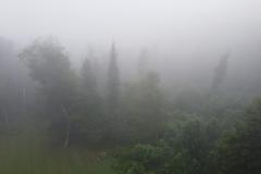 Foggy Trees from a Drone to Mr. and Mrs. Dominick of Philadelphia (018)
