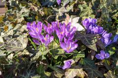 First Flowers to Ms. Speziale (042)