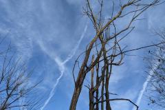 Sky and Tree to Mr. Pontrelli of Stroudsburg (045)