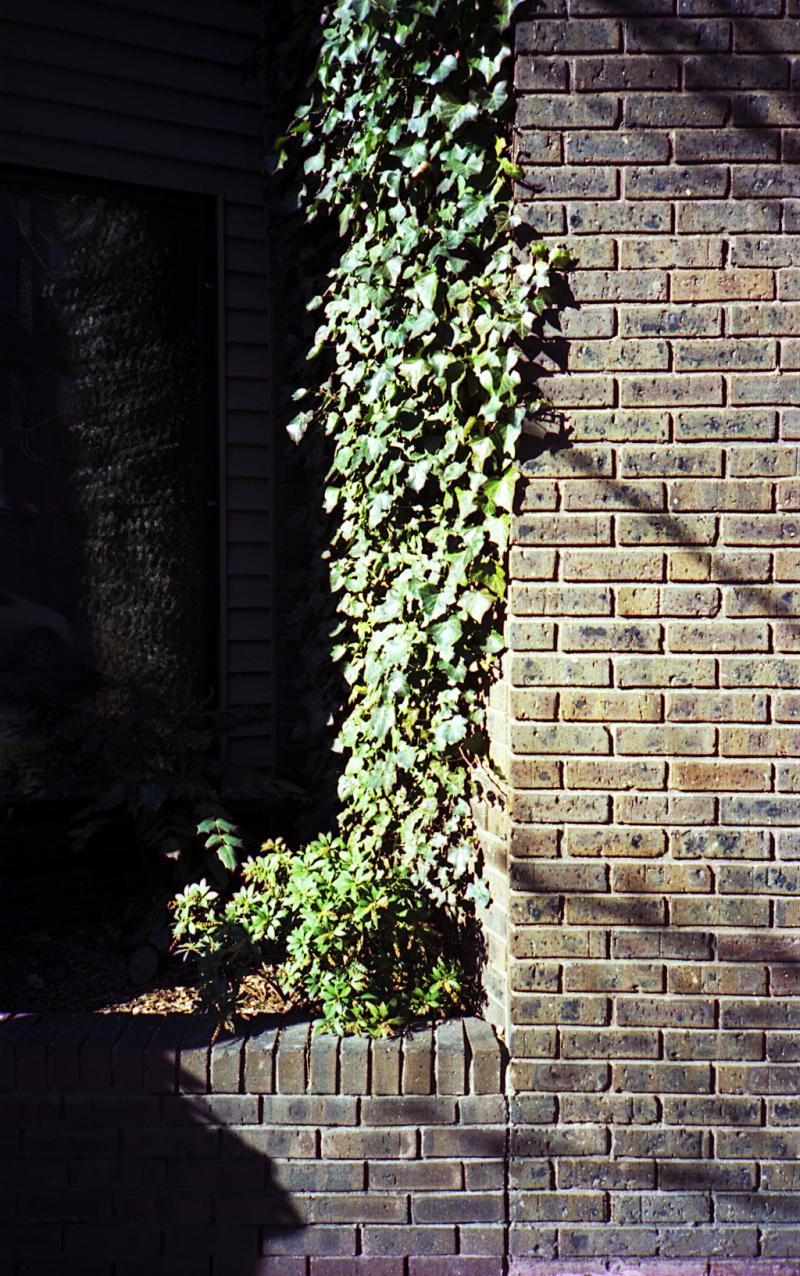 20090112-ivy