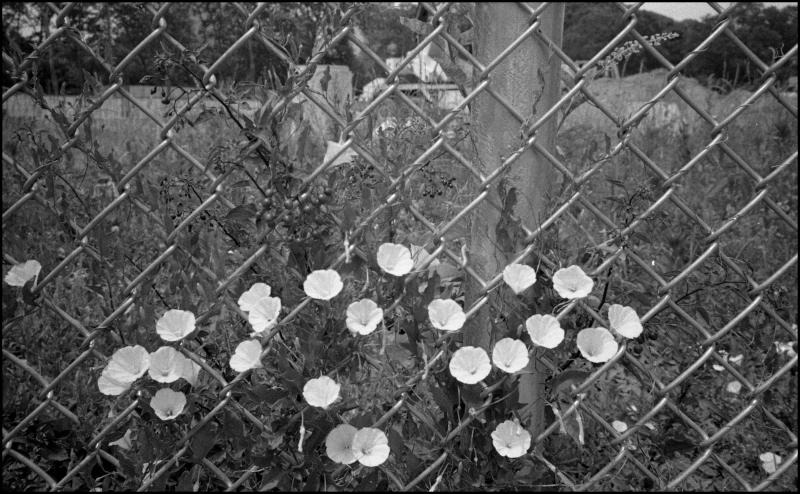 barnes-flowers