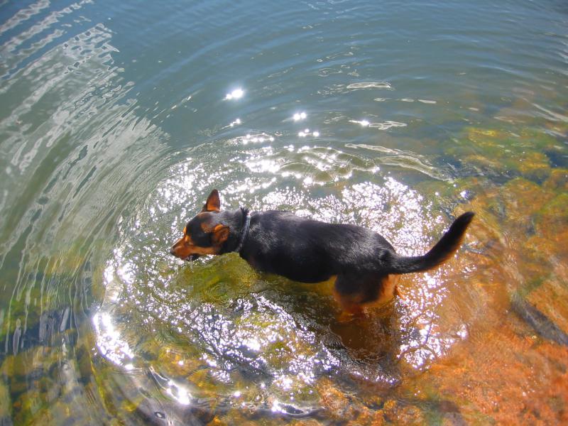 Bella Swimming