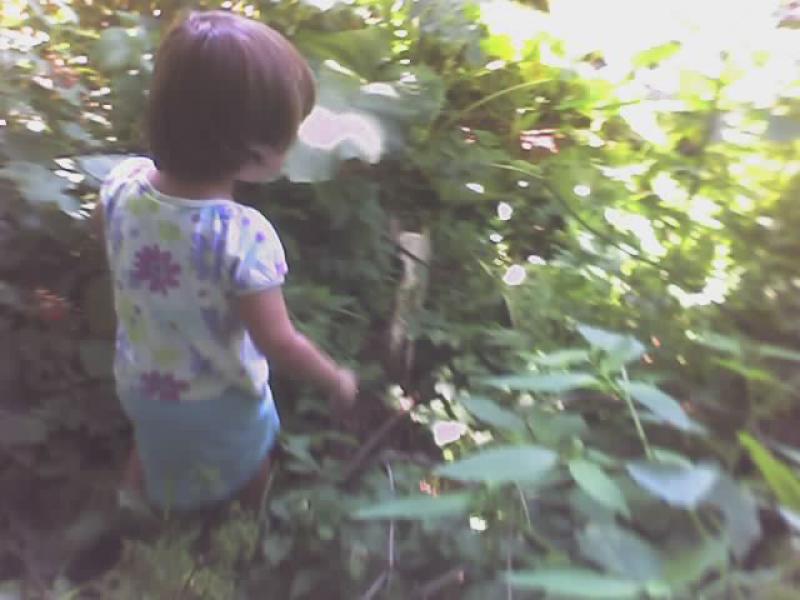 berry picking