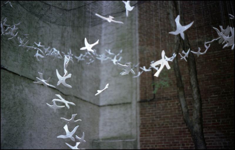 birds