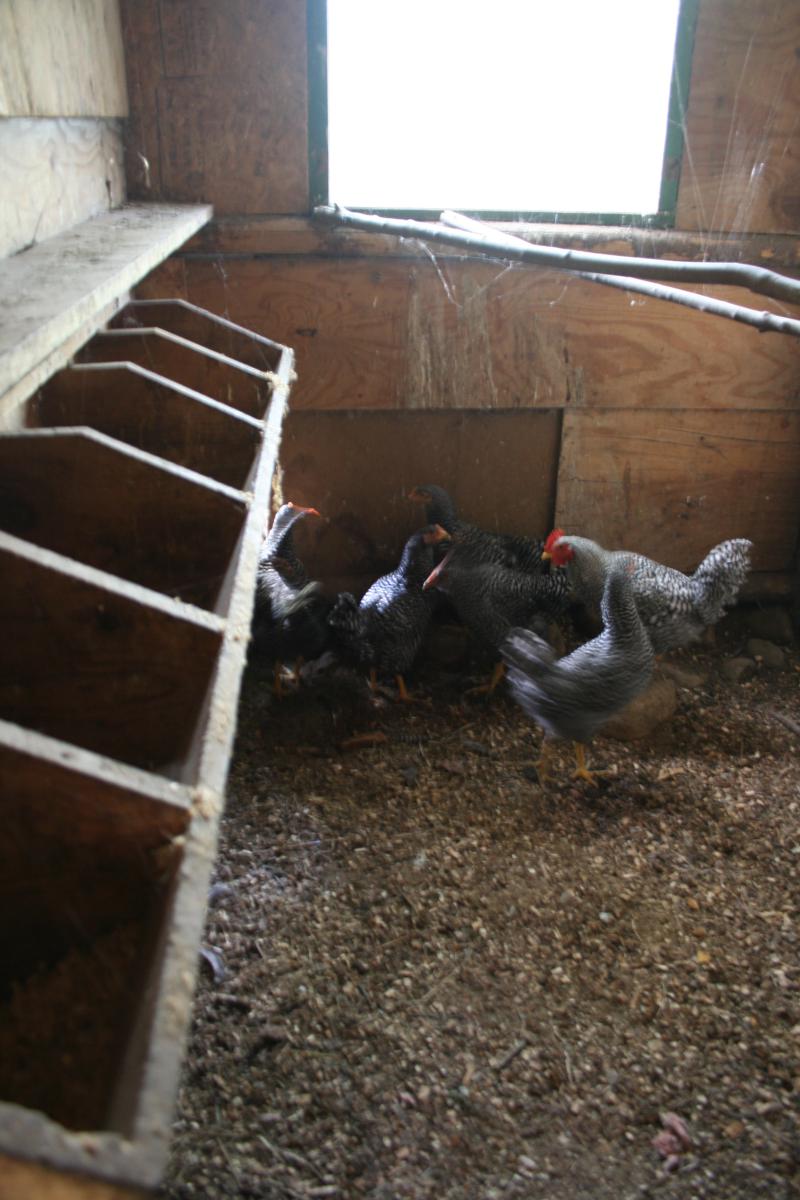 Chicken Coop