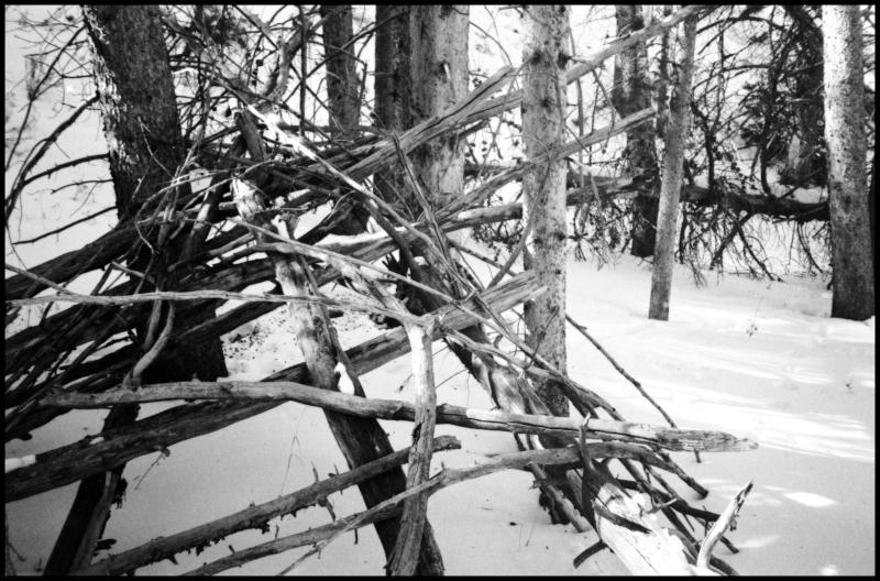 colorado - branches