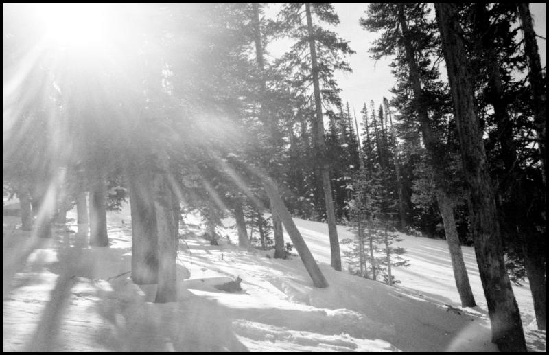 colorado - flare through trees