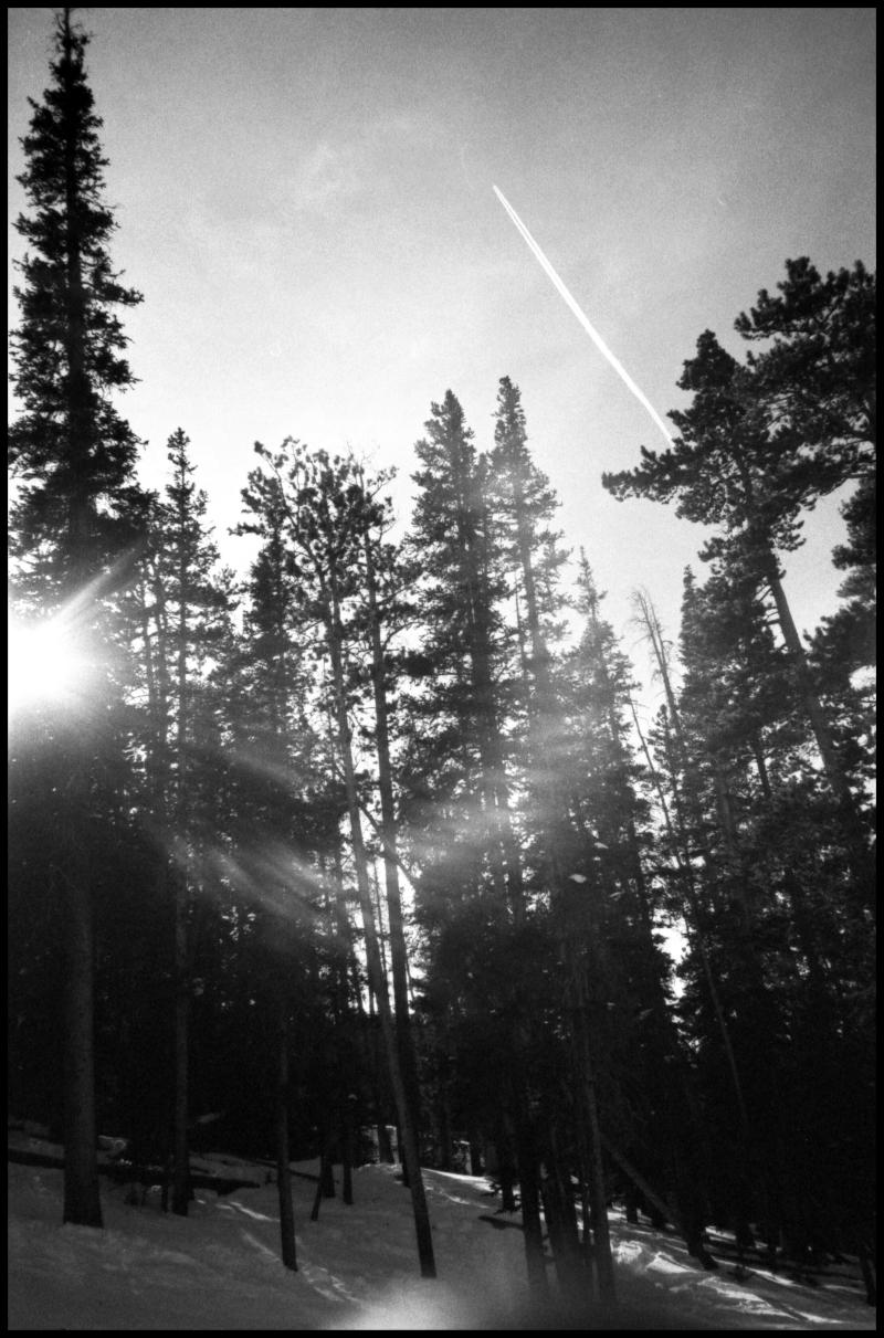 colorado - trees