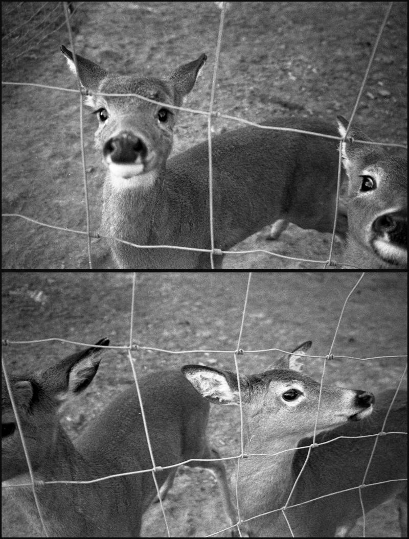 deer