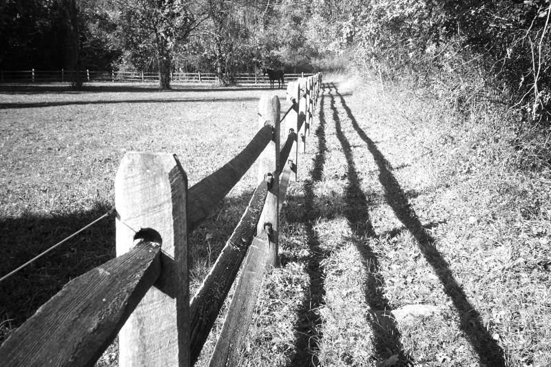 fence  horse