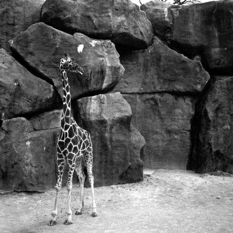 giraffe