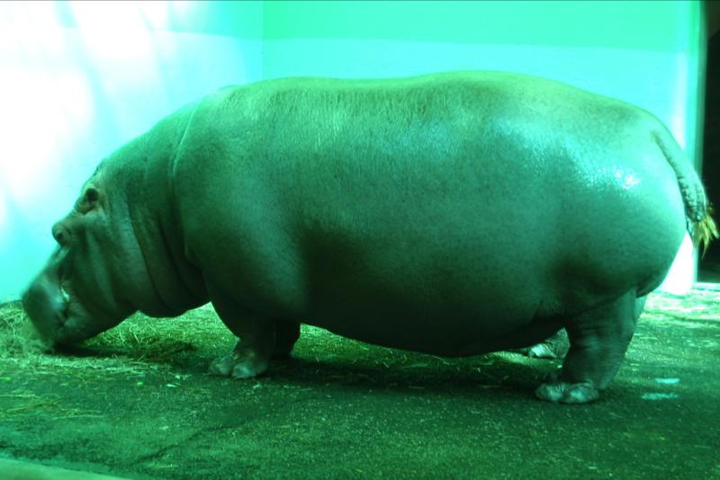 Hippo