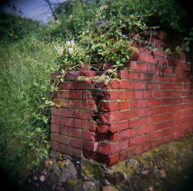 holga  full sun  160iso  perfect