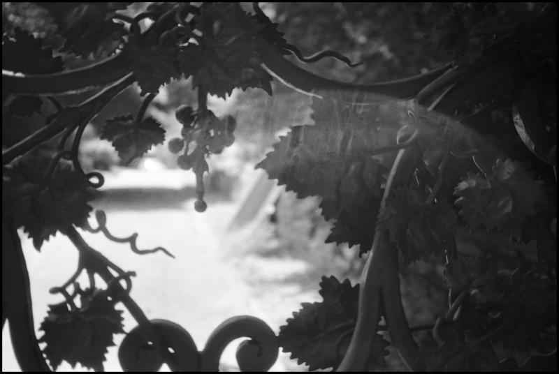 iron vines