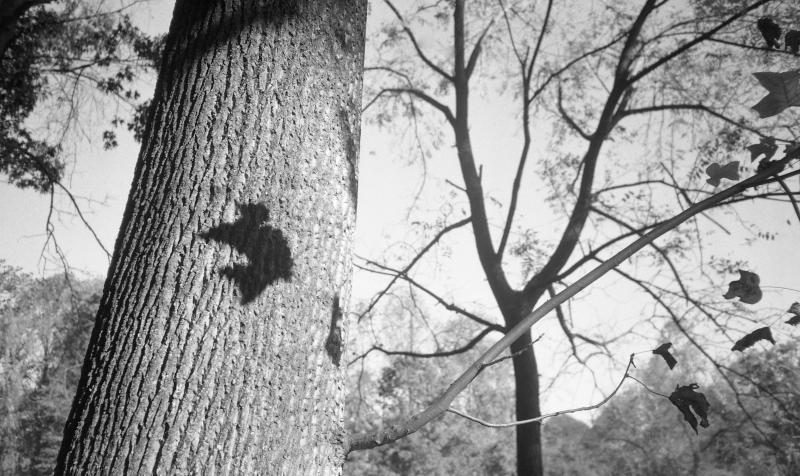 leaf shadow