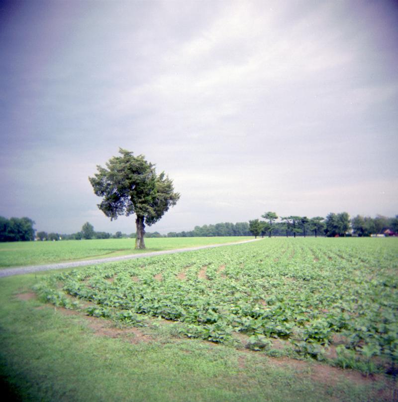 lonely tree