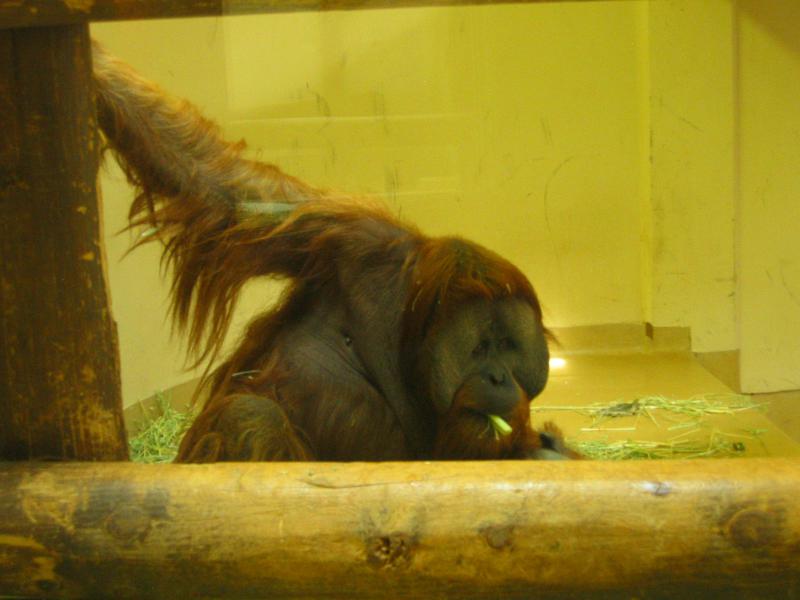 Orangutang