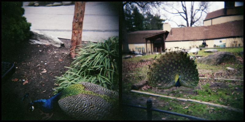 peacock diptych