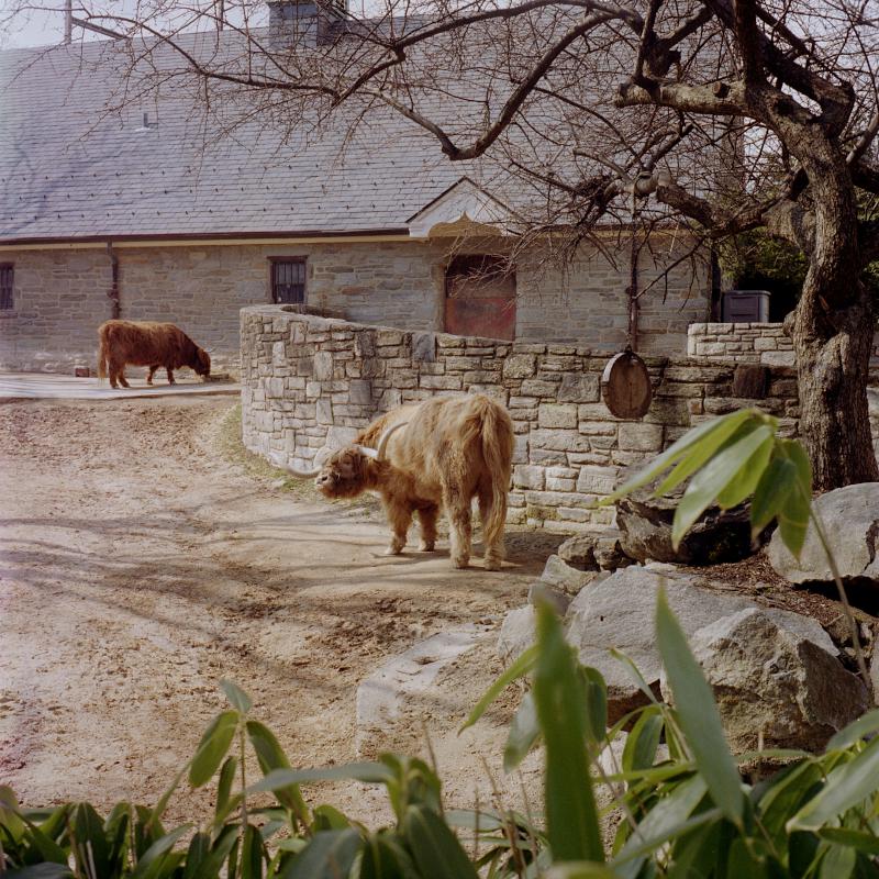 Scottish Highland Cattle