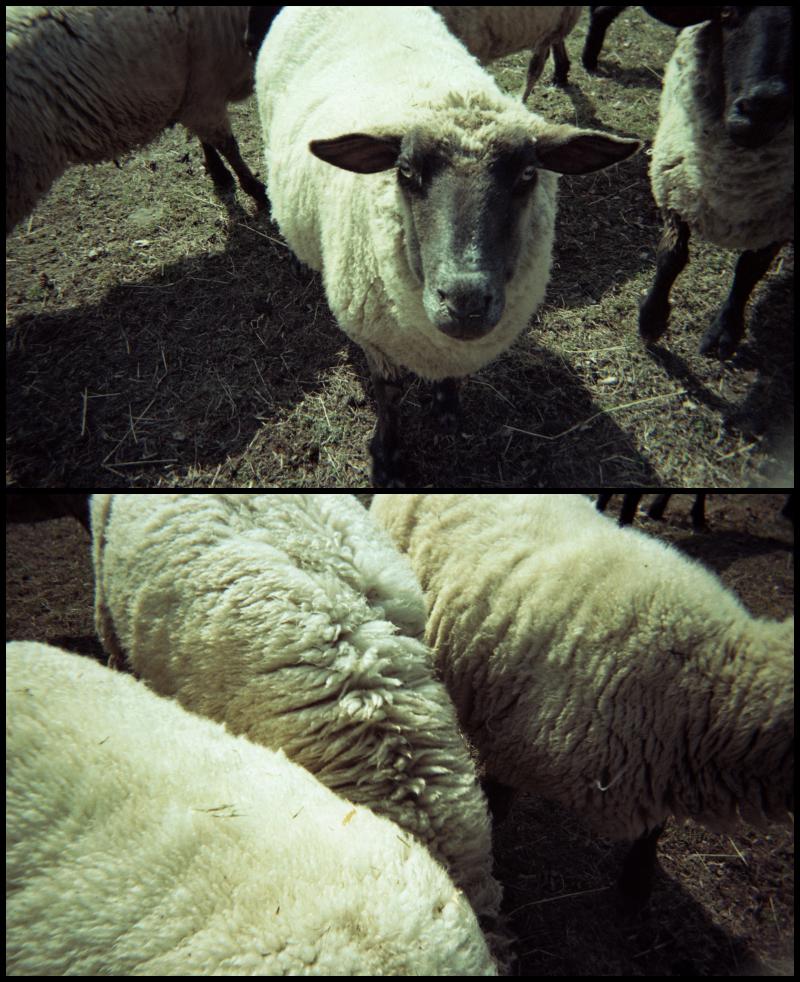 sheep