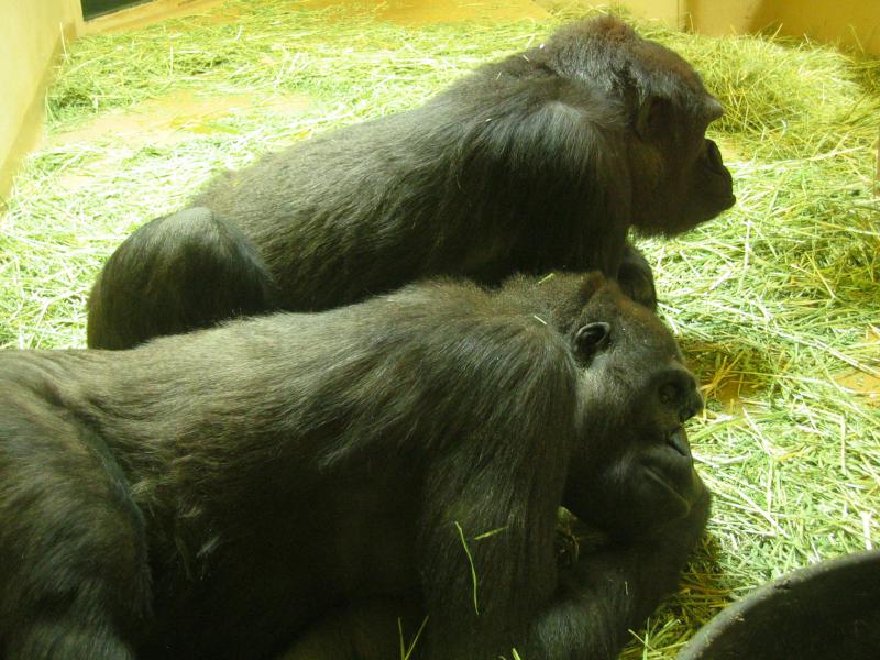 Silverback Gorillas