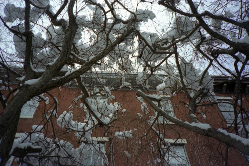 snow-trees