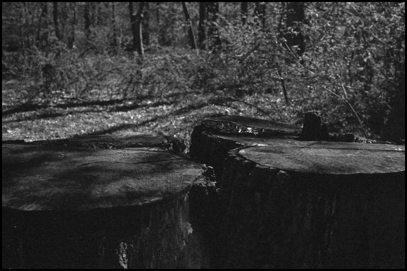stumps