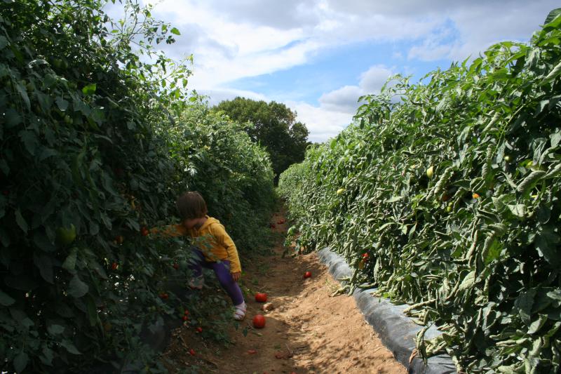 tomato picking