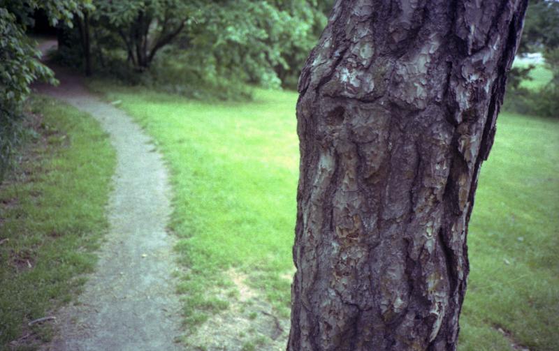 Tree Trunk