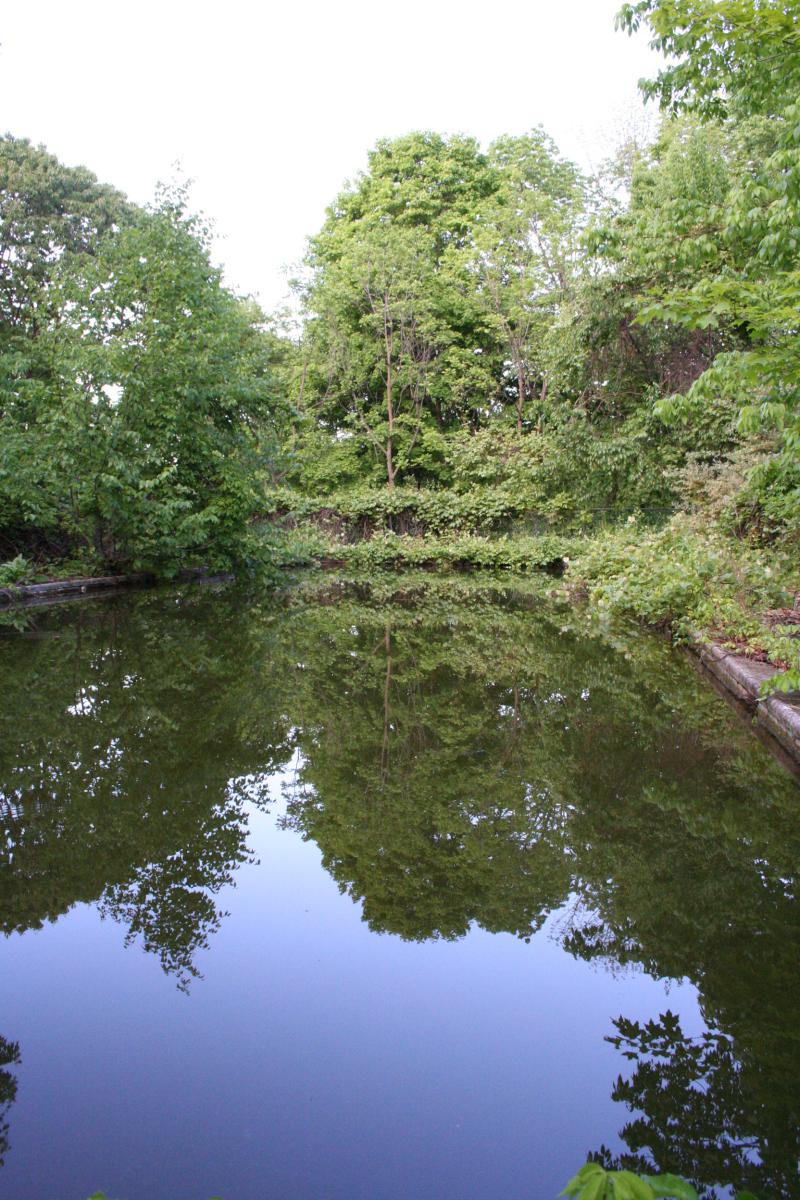 Trees  Pool