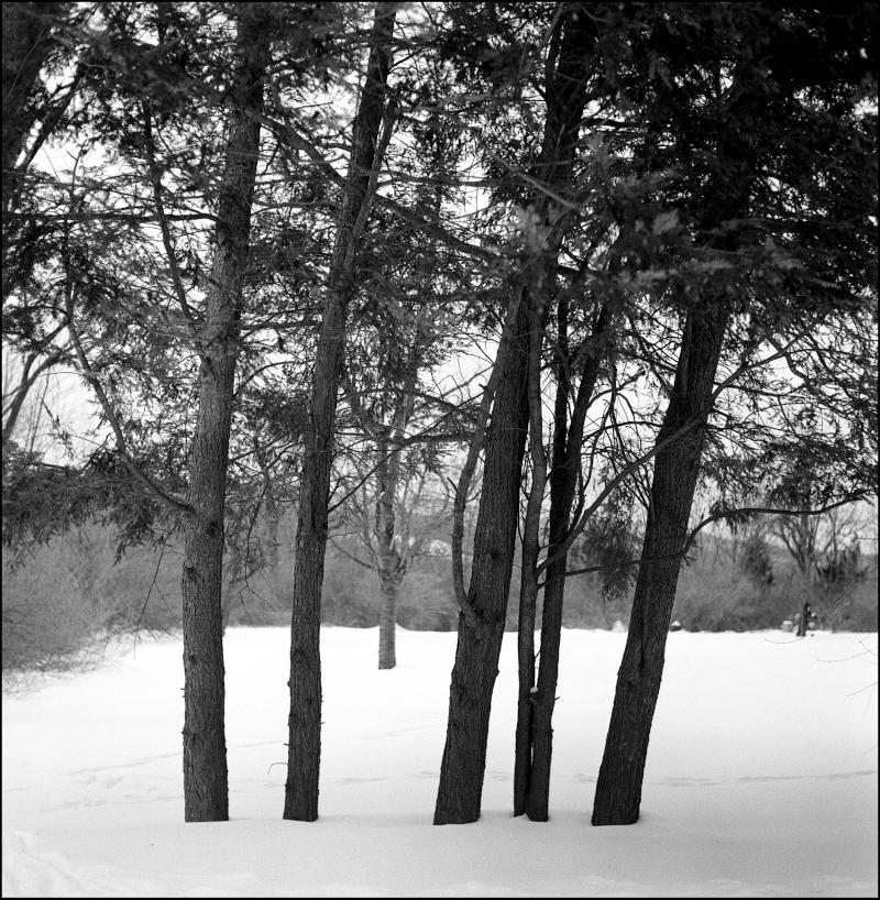 trees  snow