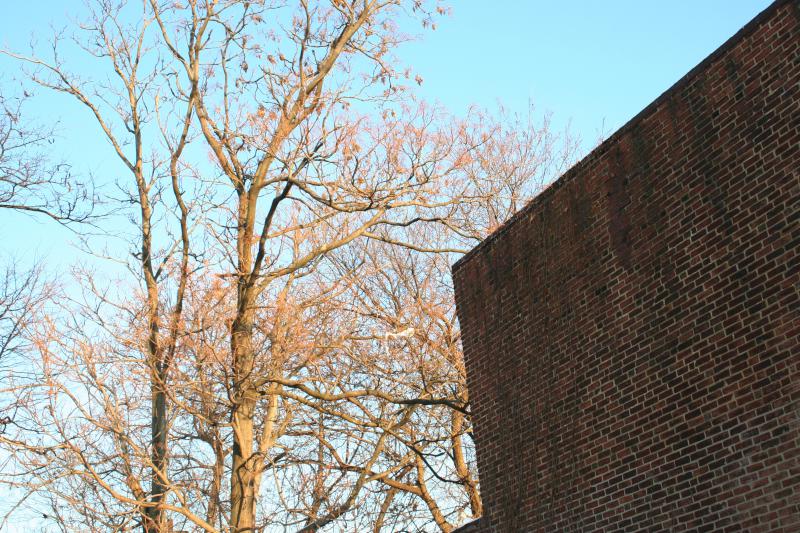 Trees and Wall