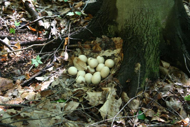 Turkey Eggs