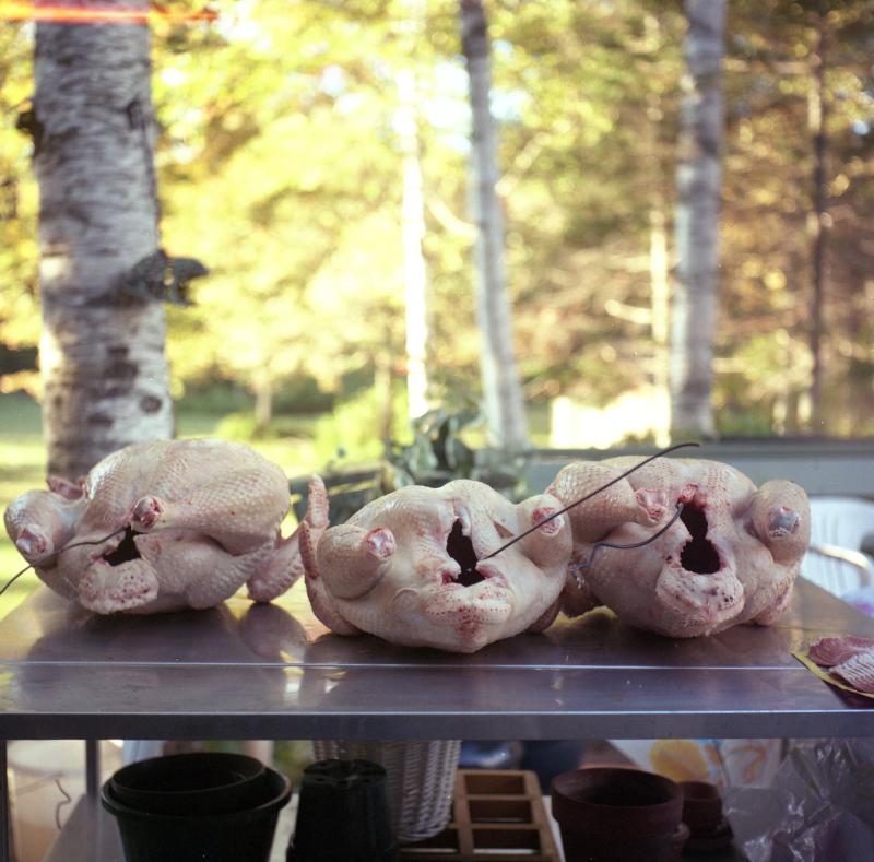 turkeys