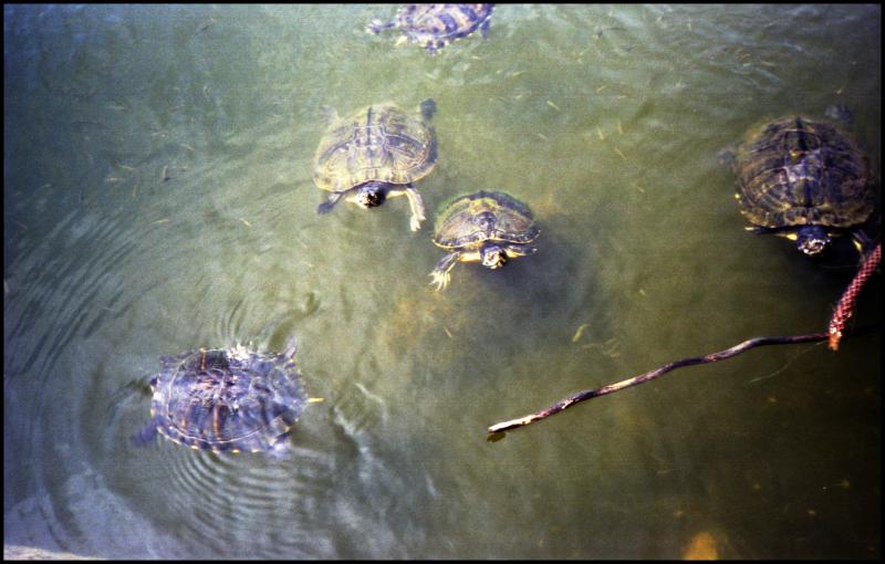 turtles