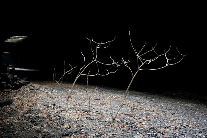 Underground Trees