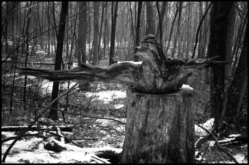 wood-bw