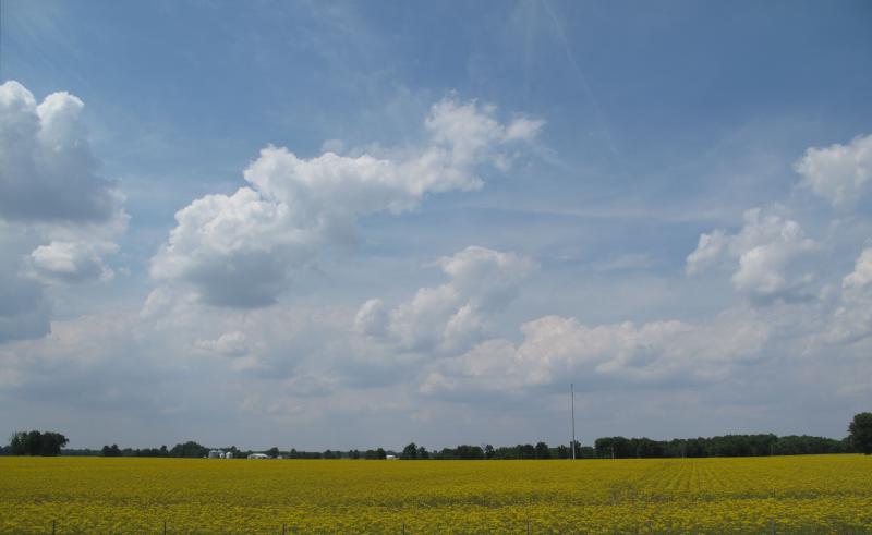 yellow fields